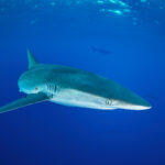 Carcharhinus falciformis @ Mexico / Revillagigedo Archipelago: Roca Partida Silky shark žralok hedvábný freediving
