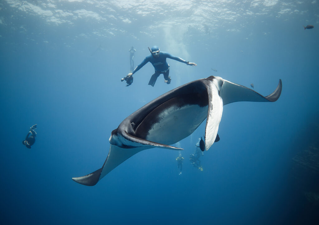 The Giant/Oceanic Manta @ The Boiler - Mobula birostris @ Mexico / Revillagigedo Archipelago: San Benedicto freediving