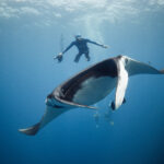 The Giant/Oceanic Manta @ The Boiler - Mobula birostris @ Mexico / Revillagigedo Archipelago: San Benedicto freediving