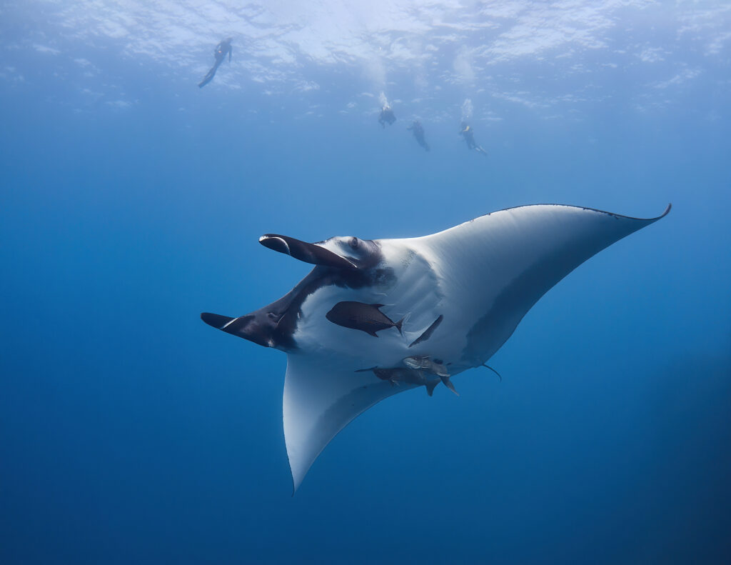 he Giant/Oceanic Manta @ Boiler - Mobula birostris @ Mexico / Revillagigedo Archipelago: San Benedicto Freediving