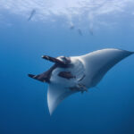 he Giant/Oceanic Manta @ Boiler - Mobula birostris @ Mexico / Revillagigedo Archipelago: San Benedicto Freediving