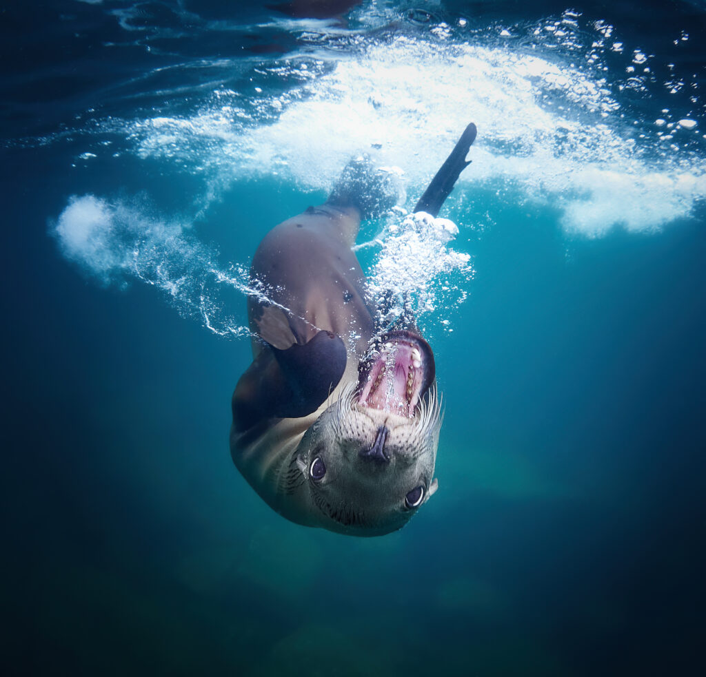 Sea Lion - Zalophus californianus @ Mexico / La Paz freediving