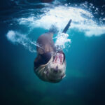 Sea Lion - Zalophus californianus @ Mexico / La Paz freediving