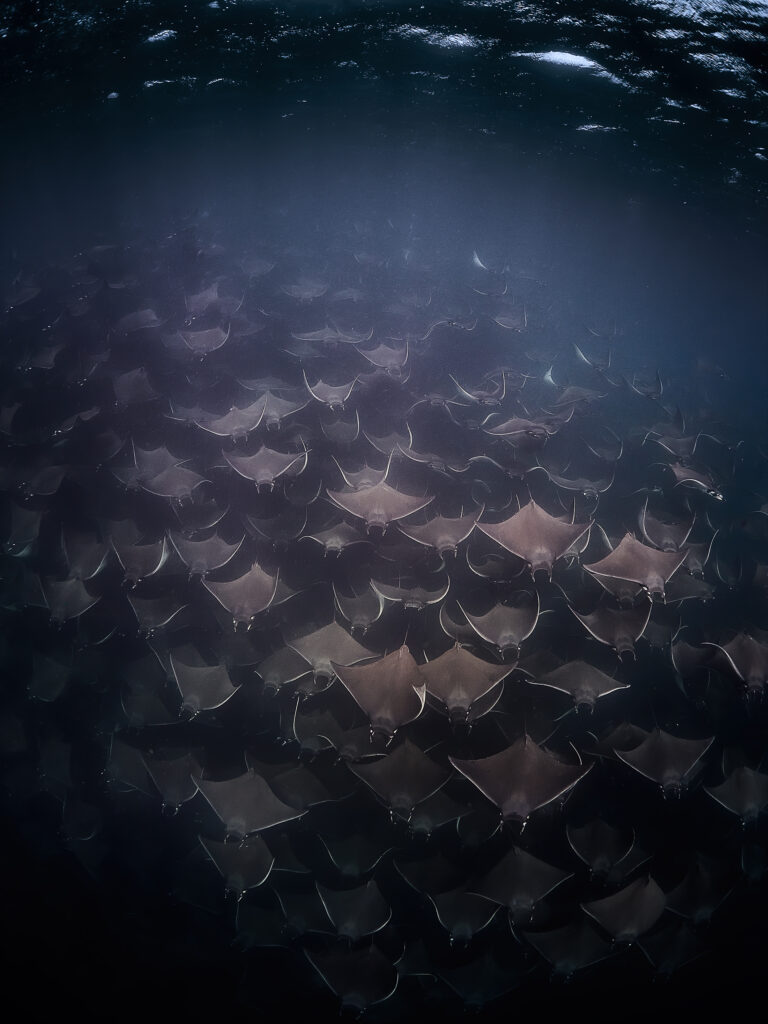 Mobula munkiana (Munk's Devil Ray) @ Mexico / La Paz via Olympus EM1III + Olympus 8mm f/1,8 freediving 