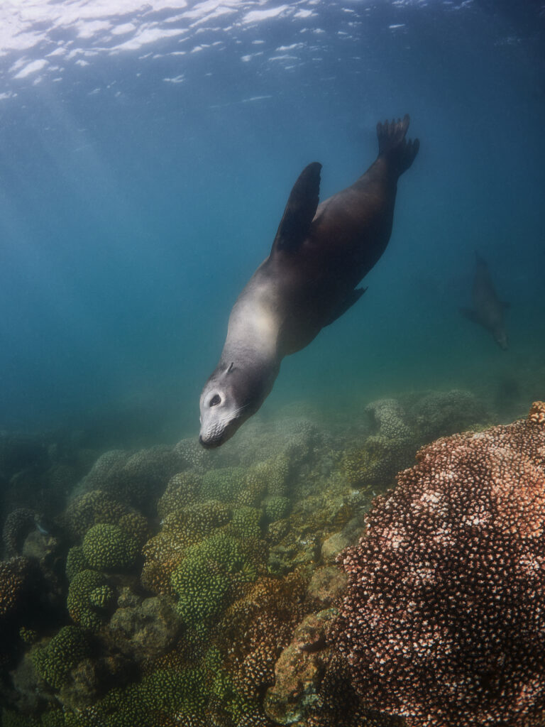 Zalophus californianus @ Mexico / La Paz via Olympus EM1III + Olympus 8mm f/1,8 sea lion lachtan freediving