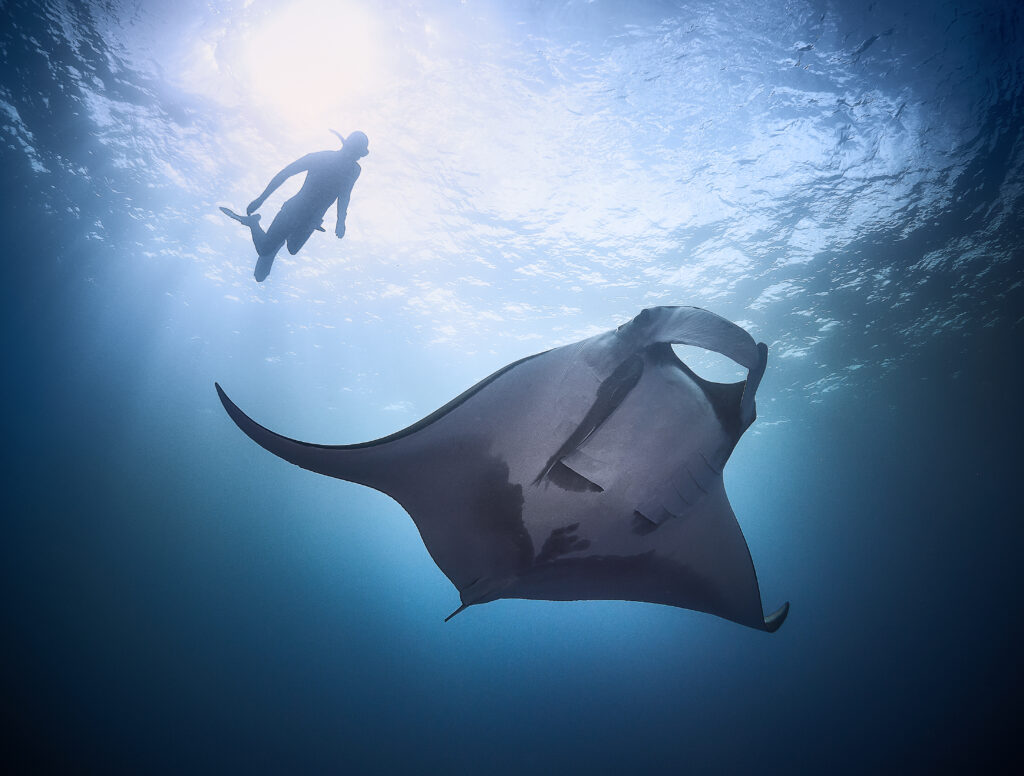 Mobula birostris @ Mexico / Revillagigedo Archipelago: Socorro freediving diving