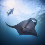 Mobula birostris @ Mexico / Revillagigedo Archipelago: Socorro freediving diving