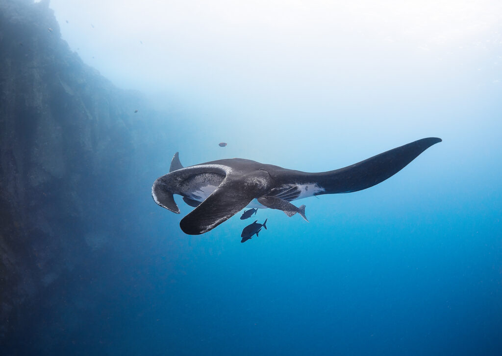 The Giant/Oceanic Manta - Mobula birostris @ Mexico / Revillagigedo Archipelago: Socorro freediving diving