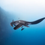 The Giant/Oceanic Manta - Mobula birostris @ Mexico / Revillagigedo Archipelago: Socorro freediving diving