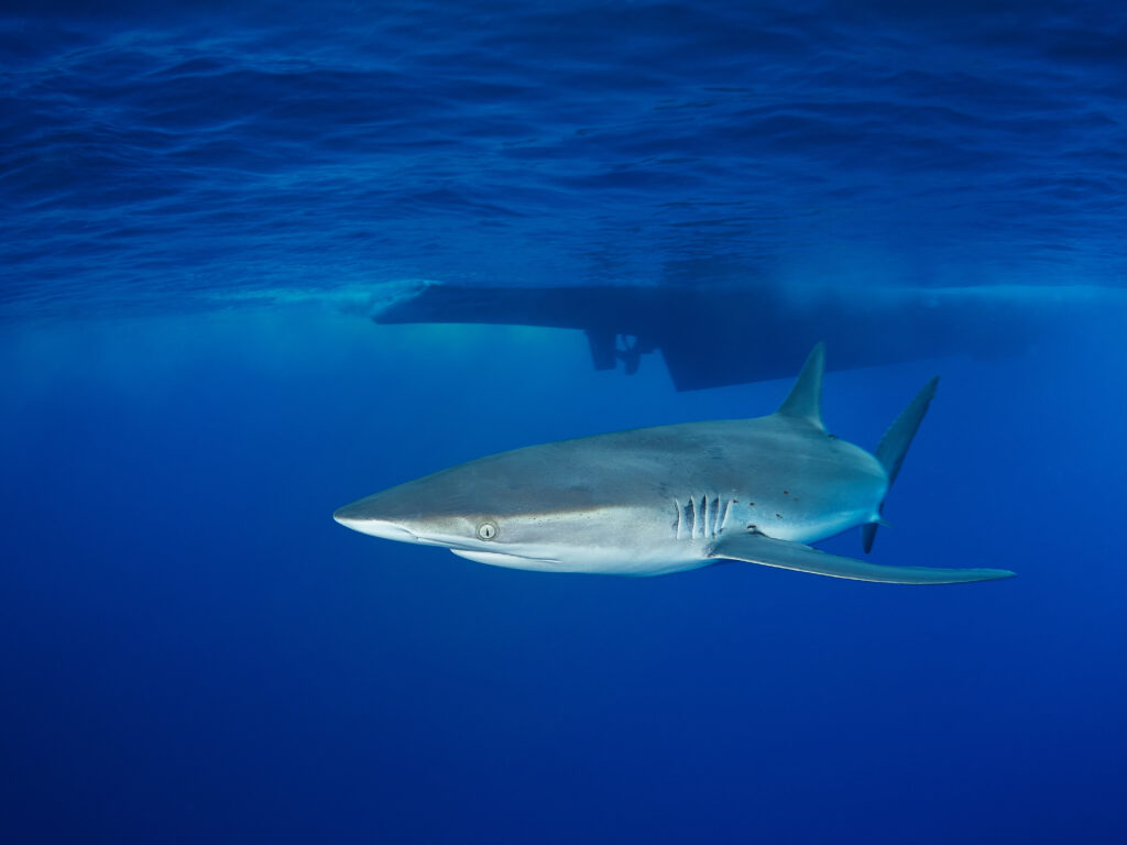 Carcharhinus falciformis @ Mexico / Revillagigedo Archipelago: Roca Partida freediving