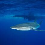 Carcharhinus falciformis @ Mexico / Revillagigedo Archipelago: Roca Partida freediving