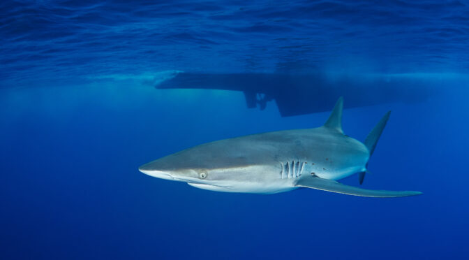 Carcharhinus falciformis @ Mexico / Revillagigedo Archipelago: Roca Partida freediving