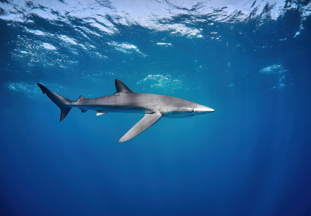 Prionace glauca @ Mexico / Cabo San Lucas blue shark freediving diving