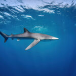 Prionace glauca @ Mexico / Cabo San Lucas blue shark freediving diving