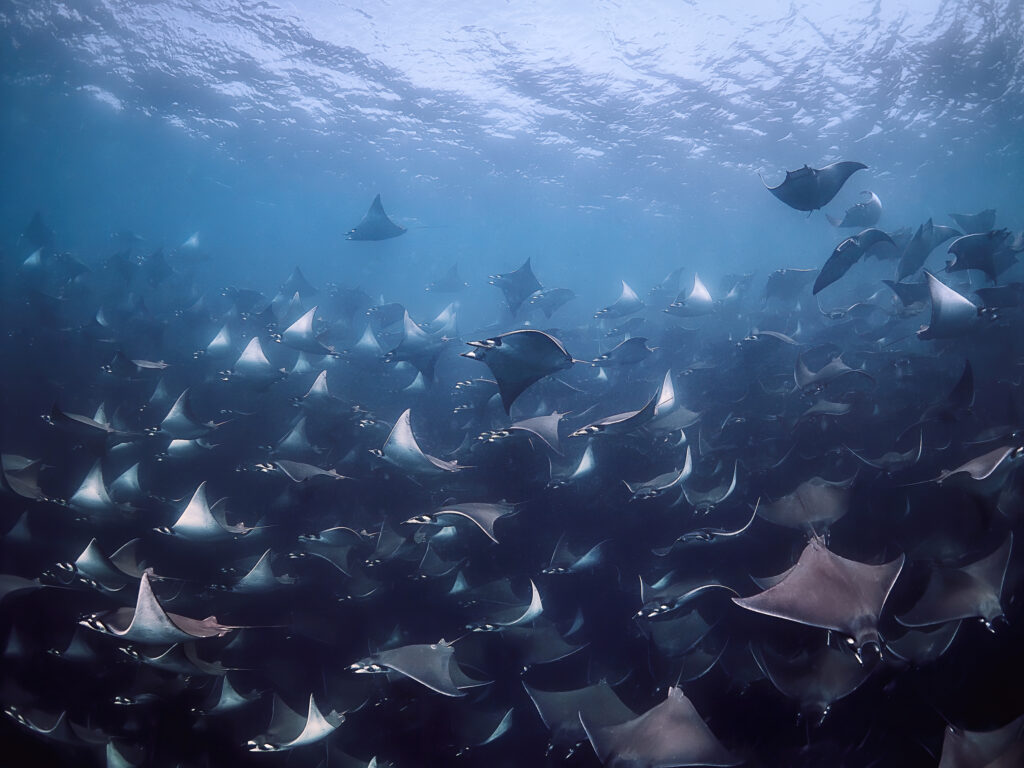 Mobula munkiana (Munk’s Devil Ray) @ Mexico / La Paz via Olympus EM1III + Olympus 8mm f/1,8 freediving 