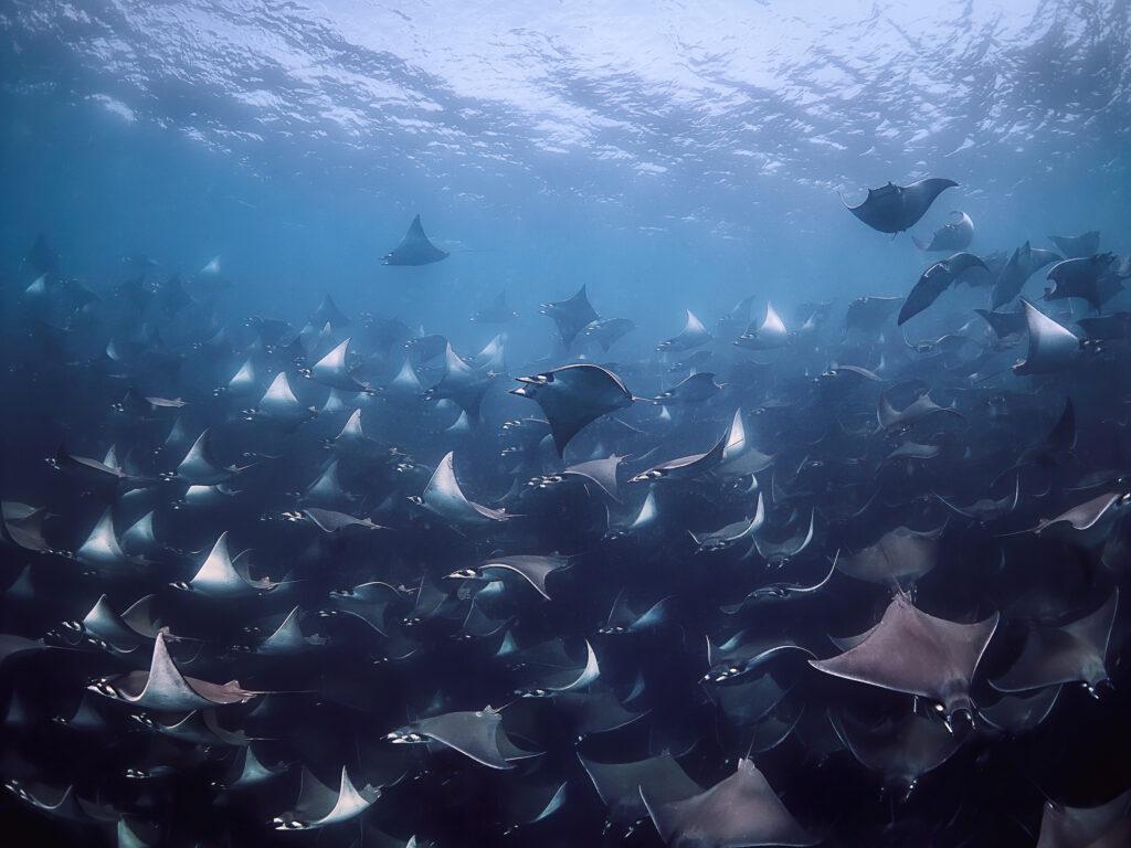 Mobula munkiana (Munk’s Devil Ray) @ Mexico / La Paz via Olympus EM1III + Olympus 8mm f/1,8 freediving