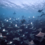 Mobula munkiana (Munk’s Devil Ray) @ Mexico / La Paz via Olympus EM1III + Olympus 8mm f/1,8 freediving