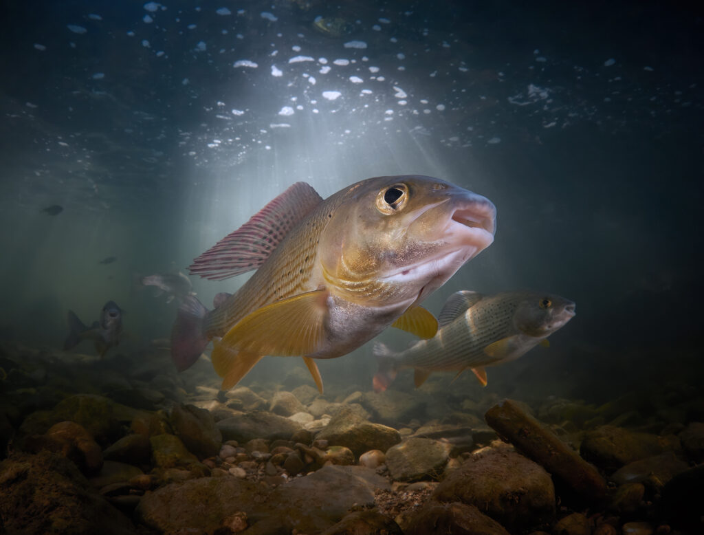 Lipan podhorní Thymallus thymallus freediving divng :