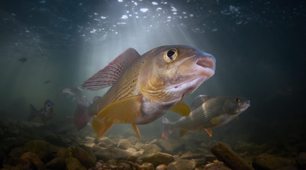 Lipan podhorní Thymallus thymallus freediving divng :