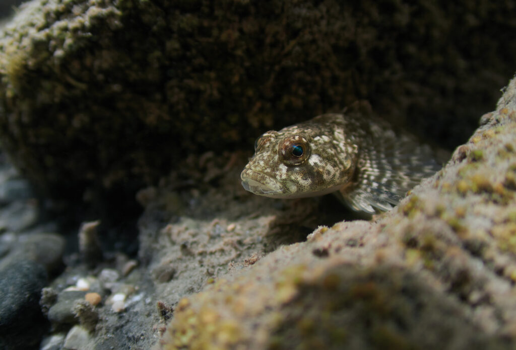 Vranka obecná Cottus gobio diving freediving