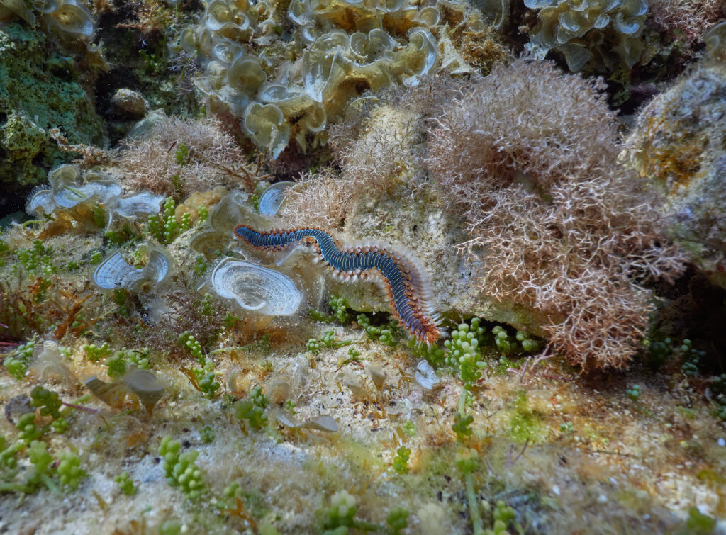 Hermodice carunculata - mnohoštětinatec z čeledi Amphinomidae