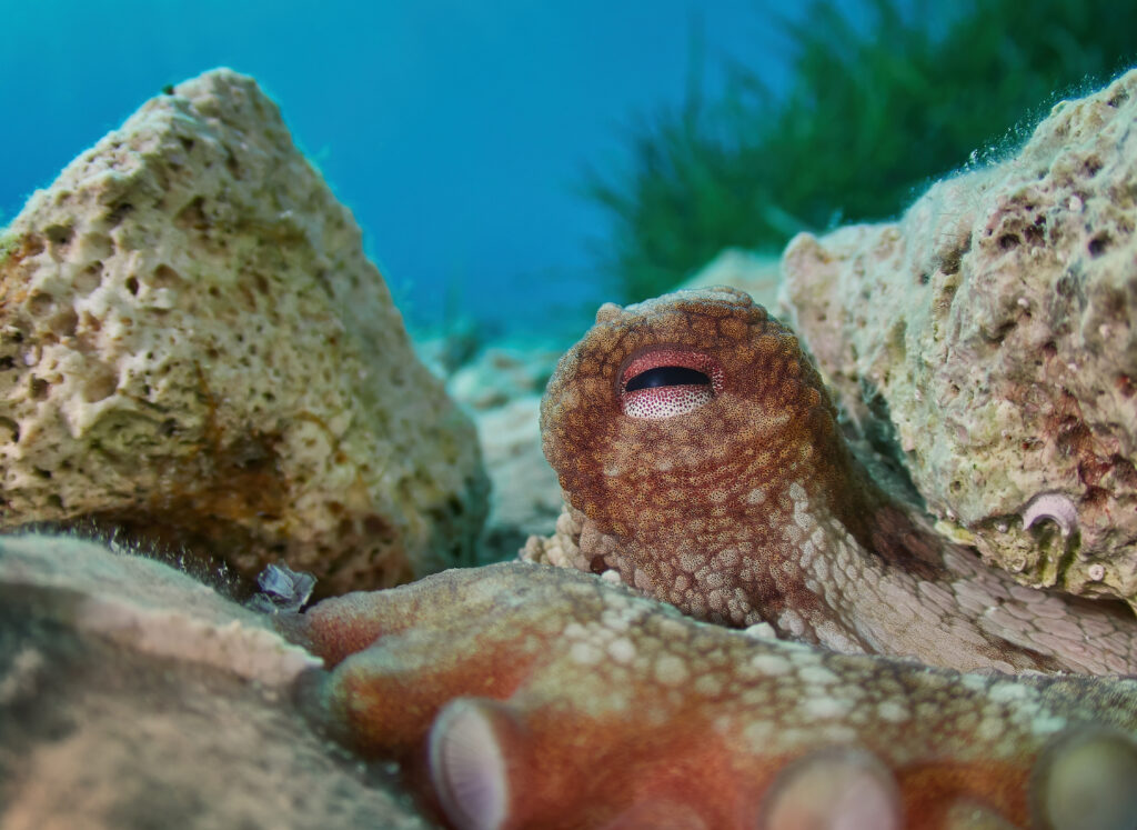 The Eye of Barad dur Susac freediving octopus mordor 