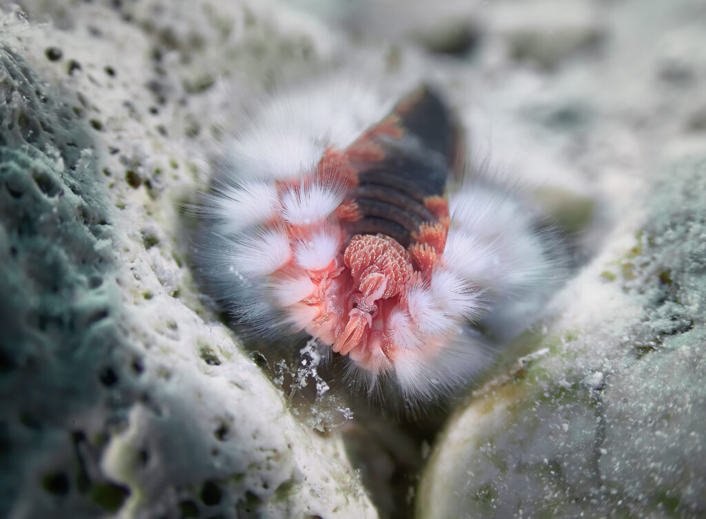 Hermodice carunculata nerejdka fire worm