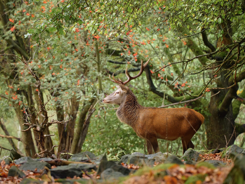 Jelen lesní evropsky olympus wildlife Cervus elaphus