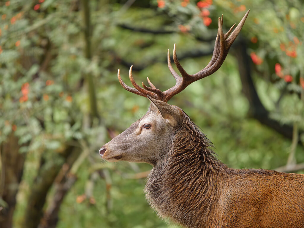 Jelen lesní evropsky olympus wildlife Cervus elaphus