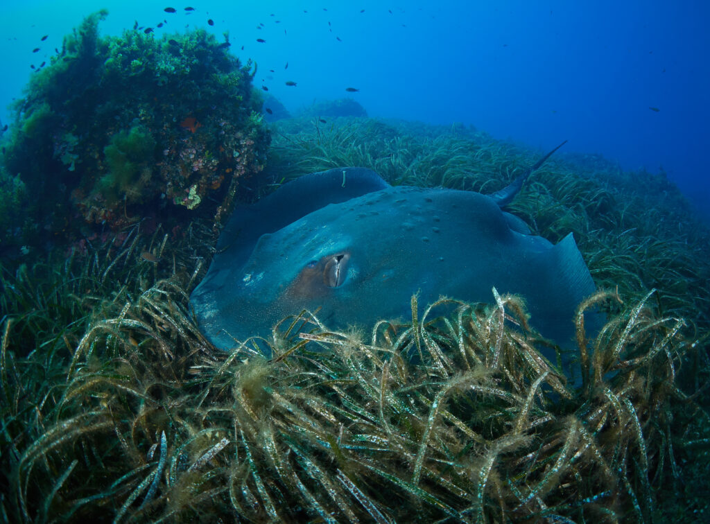 Trnucha obecná (Dasyatis pastinaca) freediving 