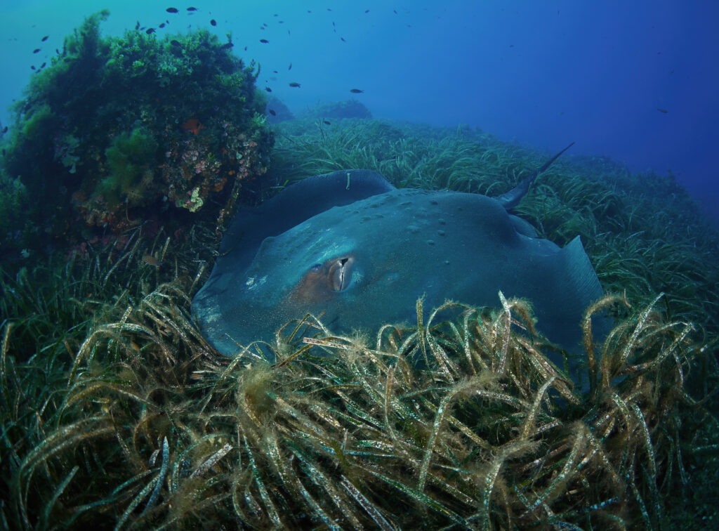 Trnucha Dasyatis pastinaca freediving diving croatia drasan plic lastovo