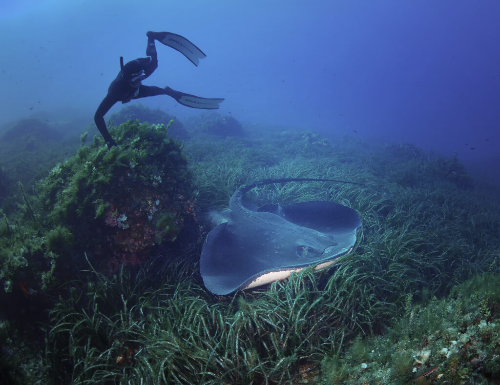 Trnucha obecná Dasyatis pastinaca freediving croatia big ray