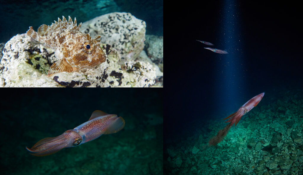 freediving catamaran yacht night diving freediving lastovo