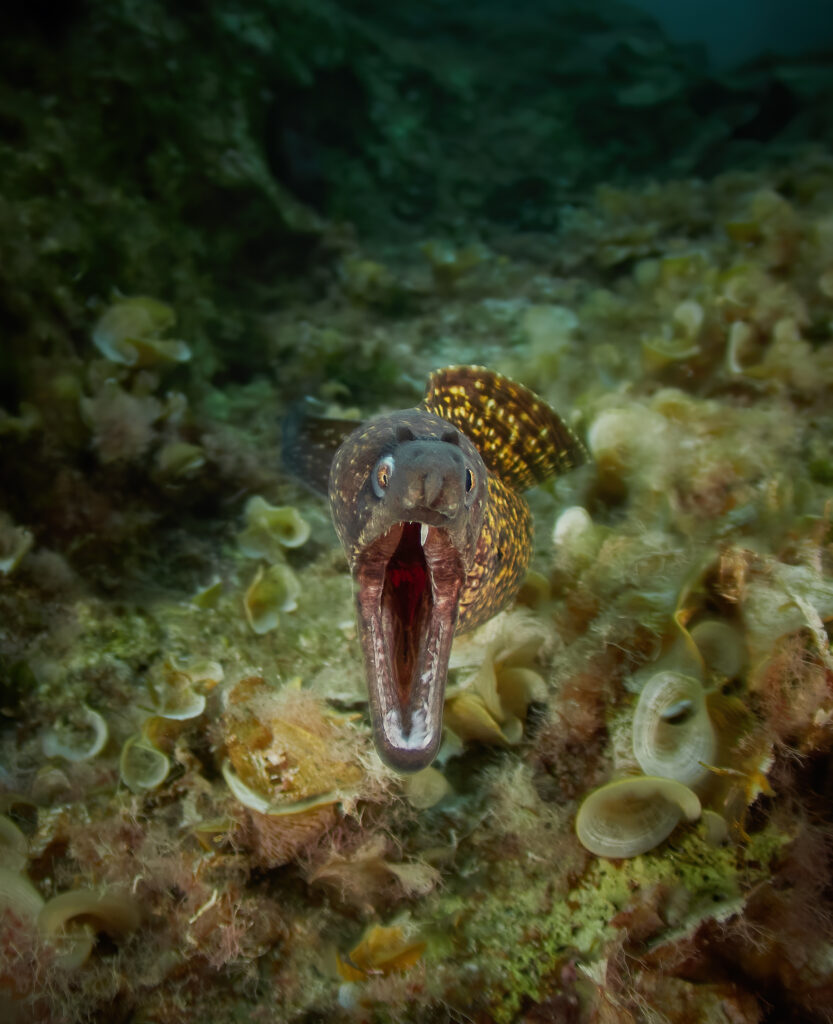 Muraena helena muréna murena zaklopatica attack freediving diving lastovo