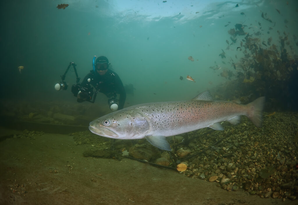 Hucho hucho hlavatka podunajska dive diving freedive freediving fishing