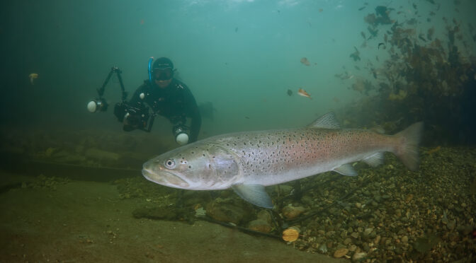 Hucho hucho hlavatka podunajska dive diving freedive freediving fishing