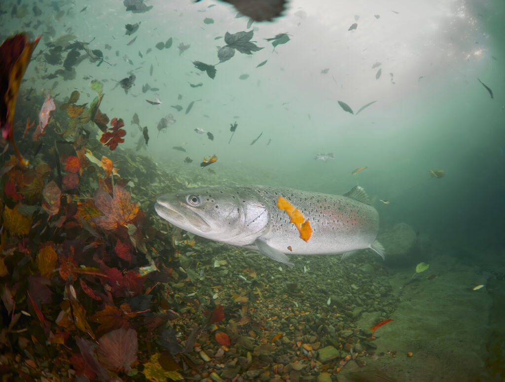 Hucho hucho hlavatka podunajska dive diving freedive freediving fishing