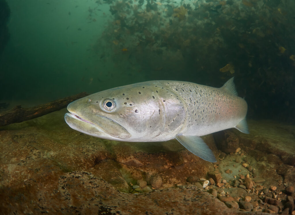 Hucho hucho hlavatka podunajska dive diving freedive freediving fishing