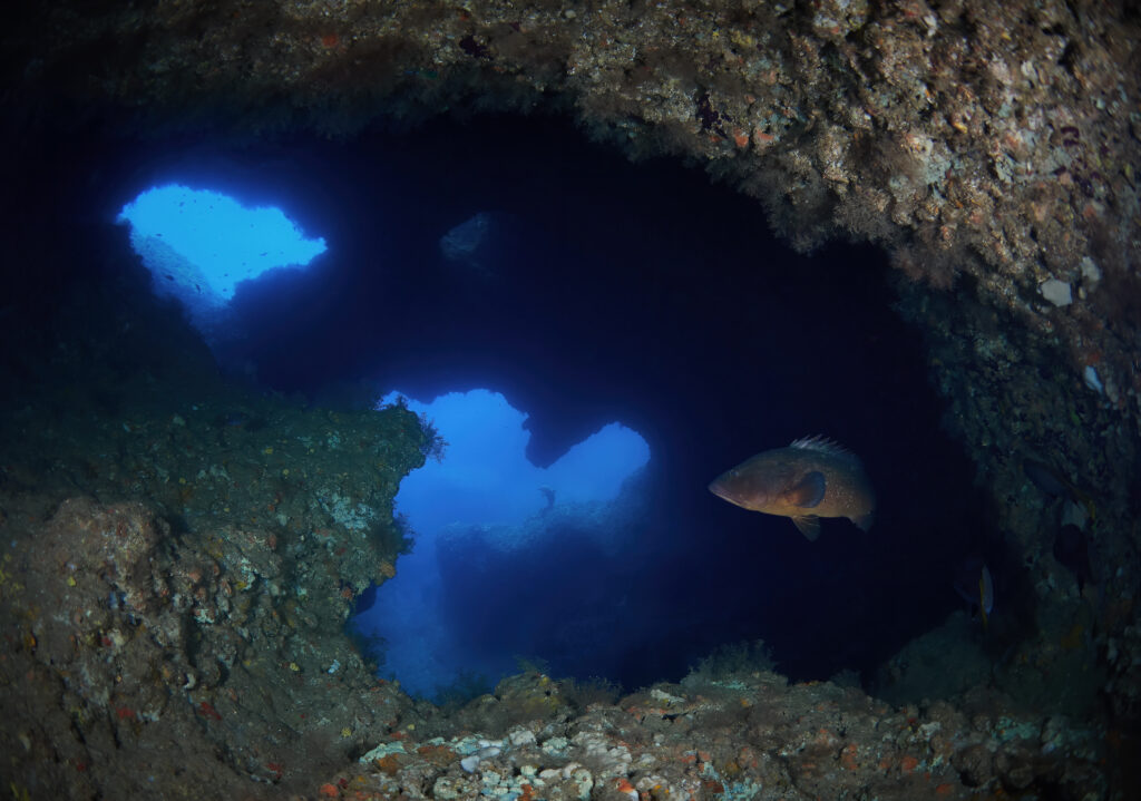 dofi illes medes kanic grouper freediving diving cave