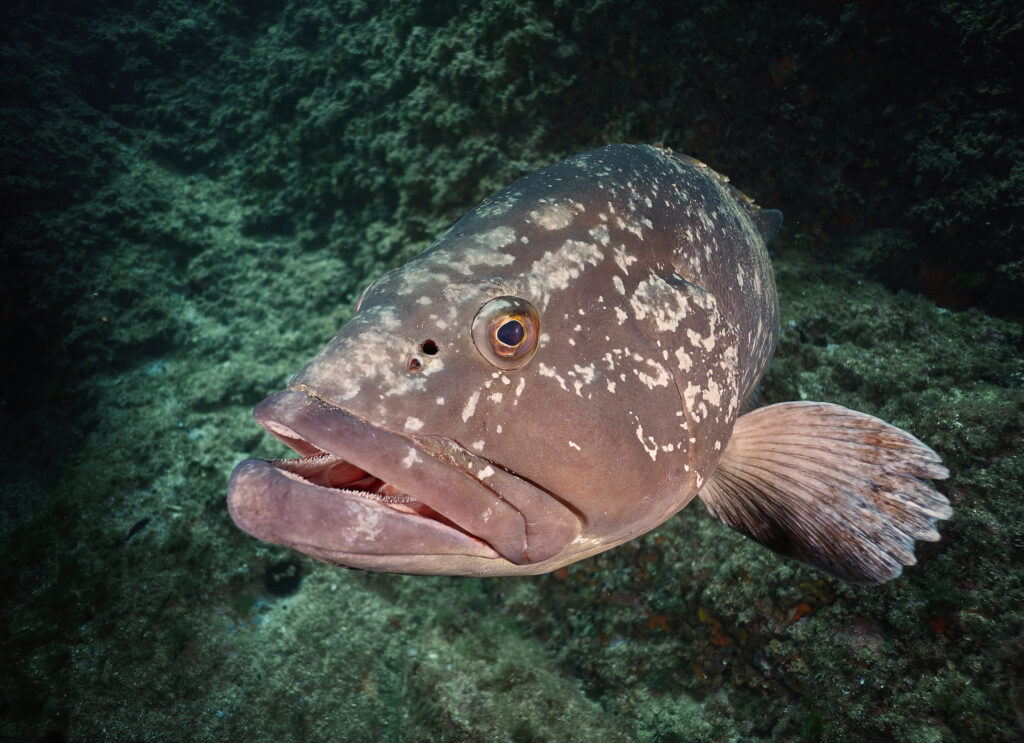 Illes Medes freediving diving nemo kanic grouper
