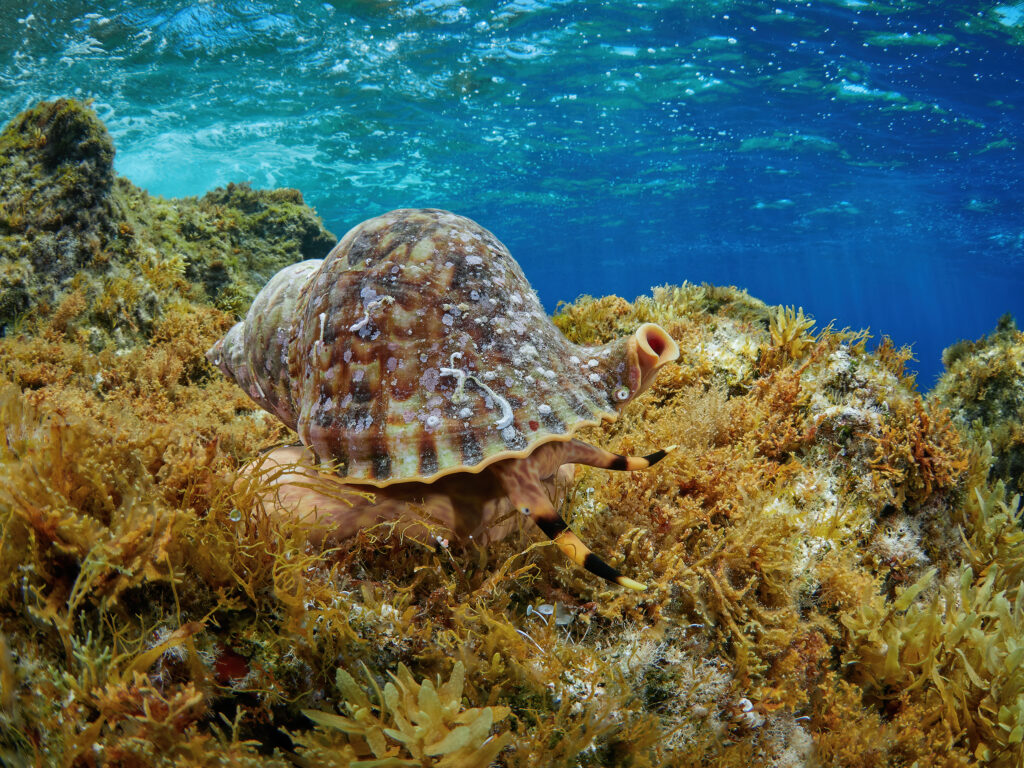 Charonia lampas lampas (Mediterranean triton) Tritonka diving freediving croatia susac