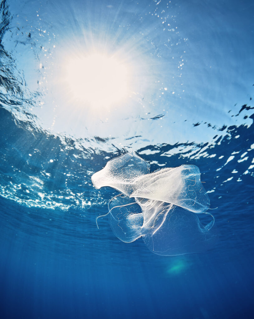 žebernatka stlačená comb Jellyfish  Tentaculata Lobata
Leucothea multicornis diving croatia susšac freediving