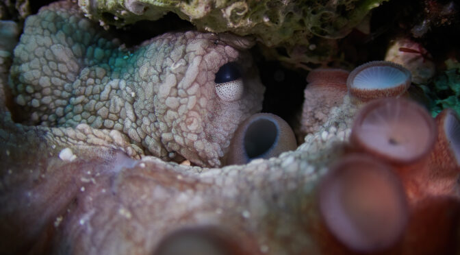 freediving croatia susac lighthouse island diving octopus