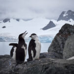 penguin Tučňák uzdičkový Pygoscelis antarcticus half moon antarctica antarktida