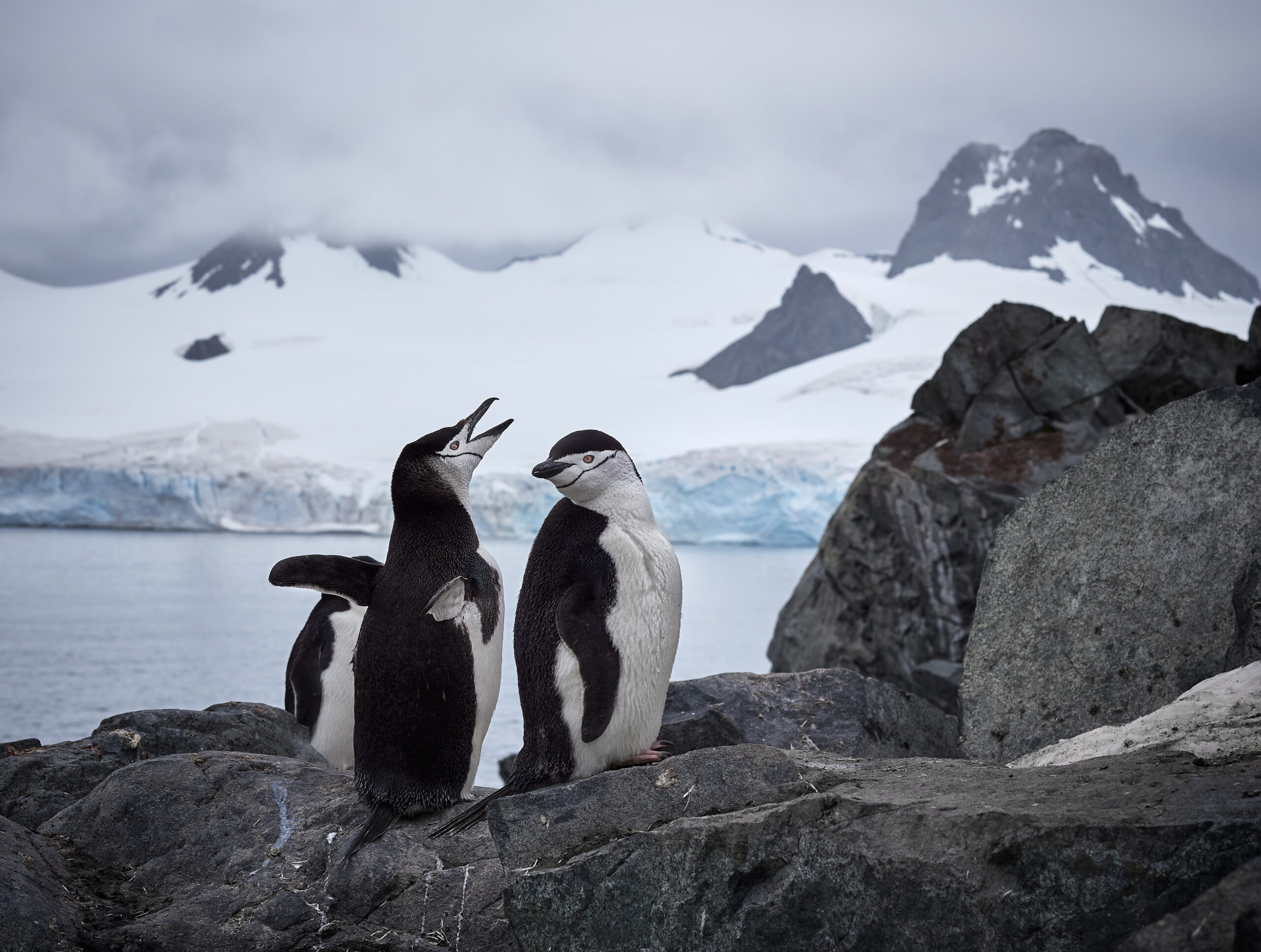 penguin Tučňák uzdičkový Pygoscelis antarcticus half moon antarctica antarktida