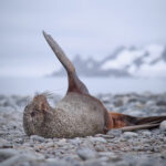 seal antarctica antaktida lachtan half moon