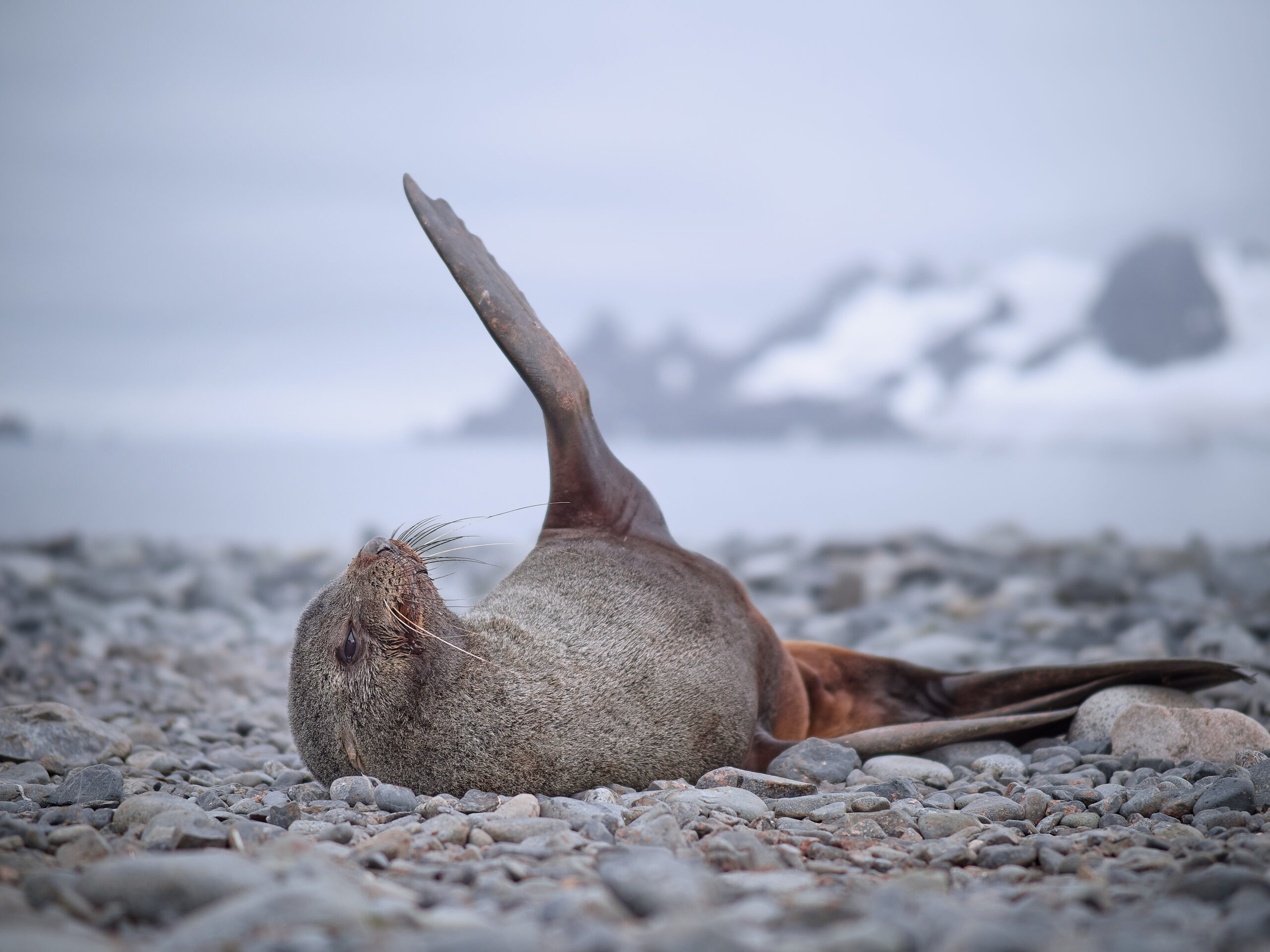 seal antarctica antaktida lachtan half moon