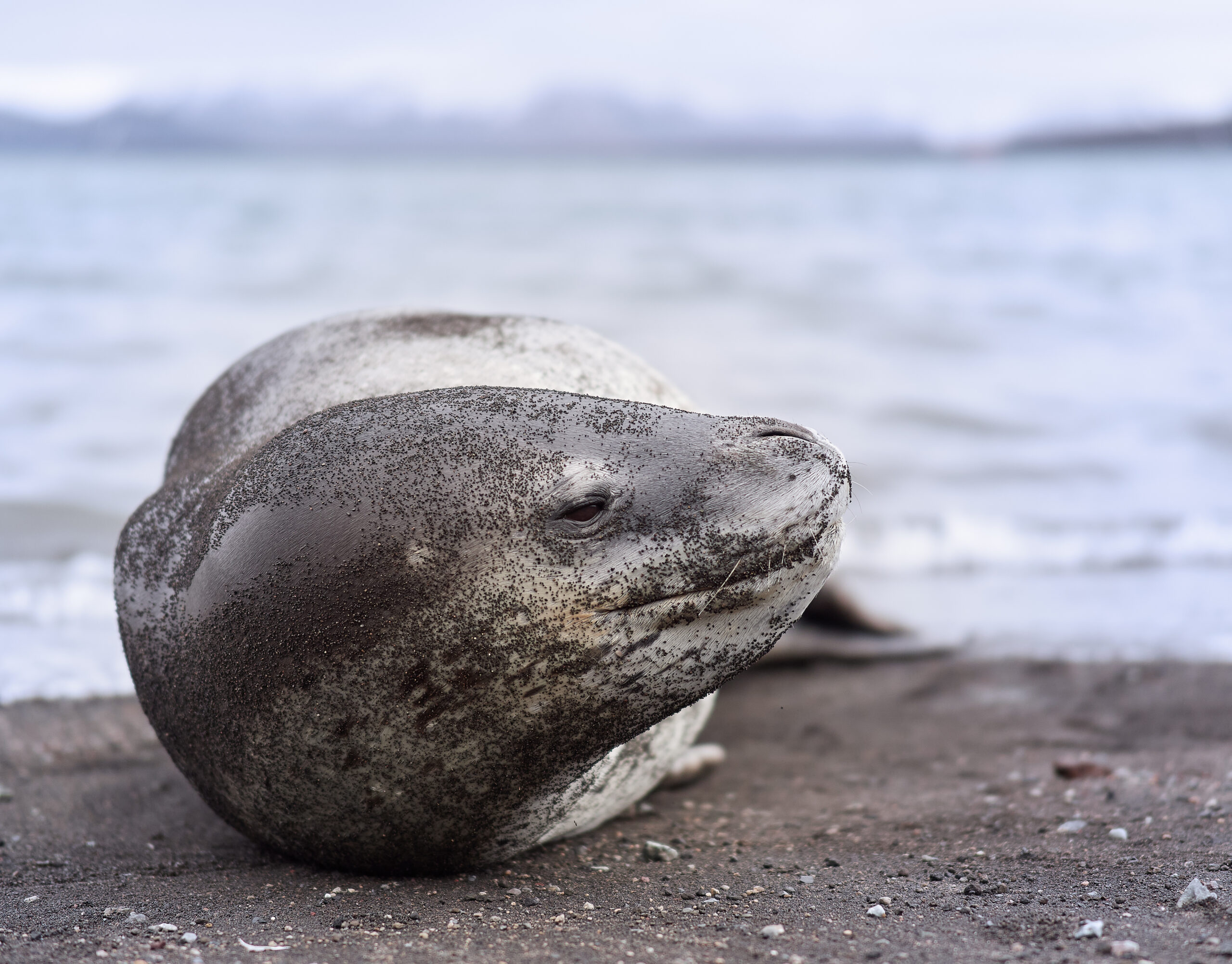 Tuleň leopardí Hydrurga leptonyx @ Antarctica 2023