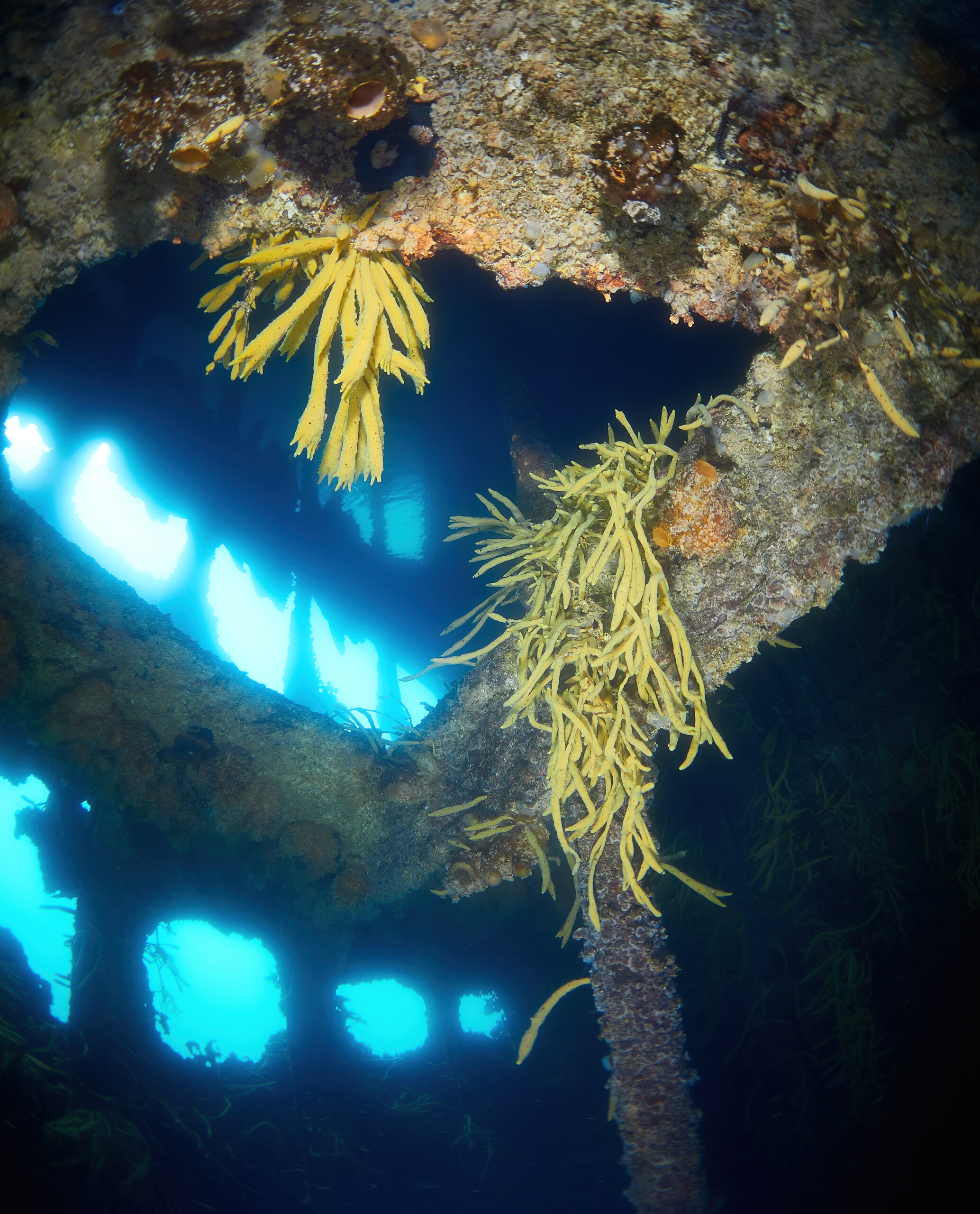 Governoren wreck harbor diving freediving antarctica antarktida potapeni potápění