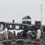 Paradise Bay Base Presidente gabriel Gonzalez Videla Chile Antaarctica Antarktida základna Gentoo penguin Pygoscelis papua